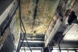 Best Attic Mold Removal in USA